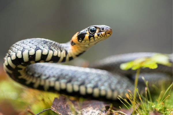 O que significa sonhar com cobra